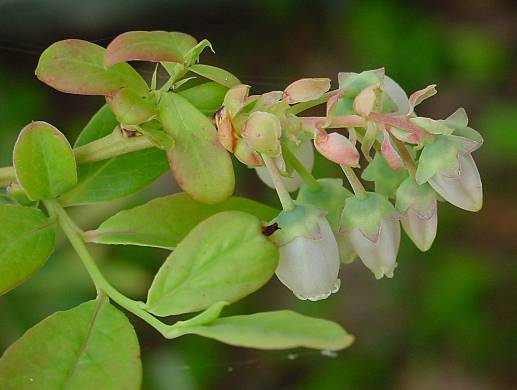 Vaccinium corymbosum, airelle d'Amérique, American blueberry, amerikanische Blueberry, arándano americano, blueberry, highbush blueberry, swamp blueberry