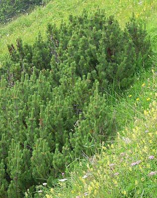 Pinus mugo - 