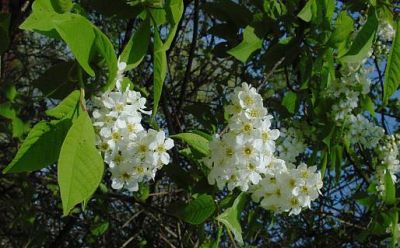 Prunus padus - North America