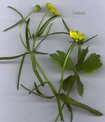 Ranunculus auricomus - 