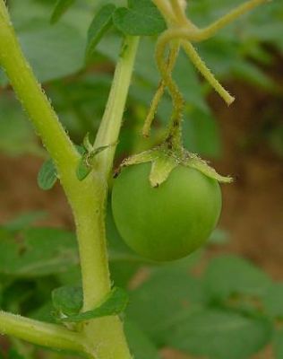 Solanum tuberosum L.