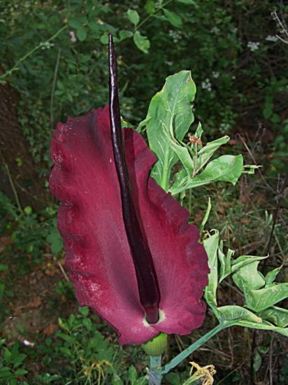 Dracunculus vulgaris Schott