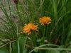 Crepis aurea,
Golden Hawk's Beard,
Radicchiella aranciata