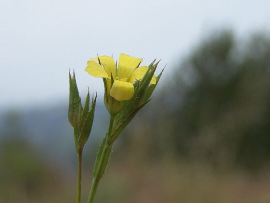 Linum corymbulosum Rchb.