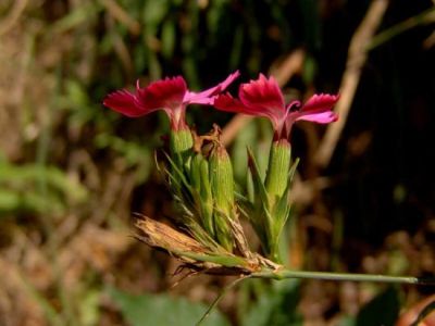Dianthus balbisii Ser. 