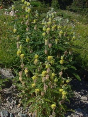 Astragalus alopecurus - 
