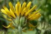 Crepis pyrenaica,
Pyrenean Hawk's Beard,
Radicchiella dei Pirenei