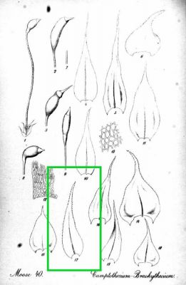 Brachythecium campestre