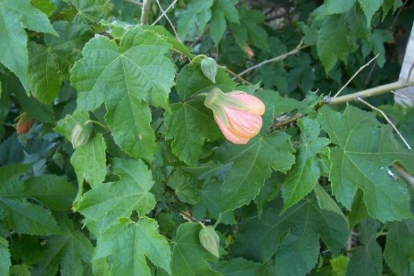 Abutilon pictum,
campainha,
lanterninha-japonesa,
painted Indian mallow Abutilon pictum,
campainha,
lanterninha-japonesa,
painted Indian mallow