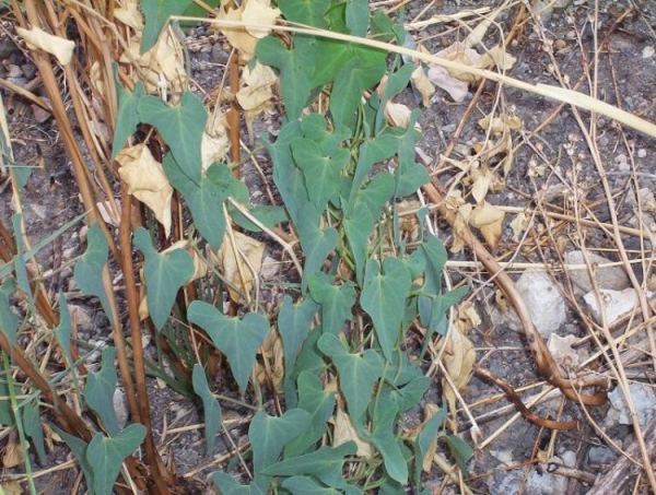 Cynanchum acutum, Crisciola, Stranglewort