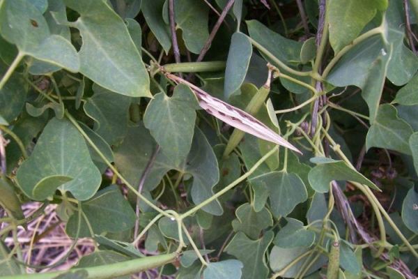 Cynanchum acutum, Crisciola, Stranglewort