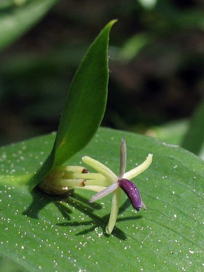 Spineless Butcher's Broom Ruscus hypoglossum L.