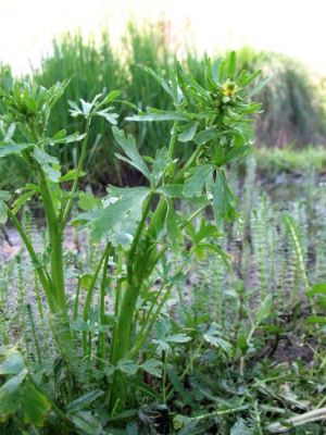 Ranunculus sceleratus - 