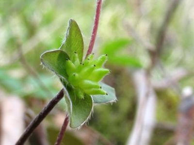Hepatica nobilis Hepatica nobilis