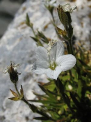 Minuartia graminifolia