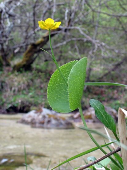 Ranunculus thora L.