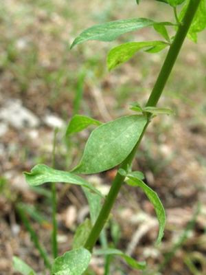 Euphorbia falcata - 