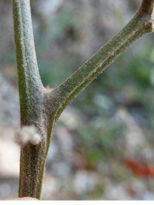 Solanum villosum - 