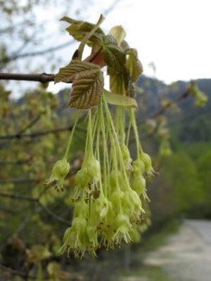 Acer opalus - 