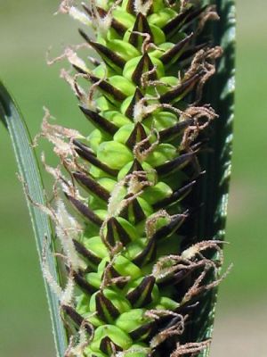 Carex nigra (L.) Reichard 
