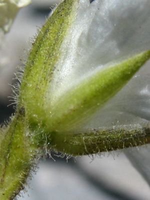 Minuartia graminifolia - 