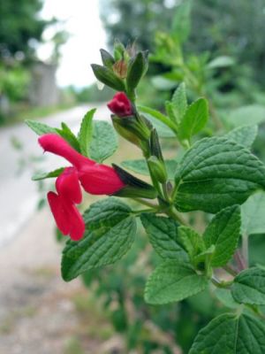 Salvia grahamii - 