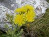 Crepis lacera,
Radicchiella laziale