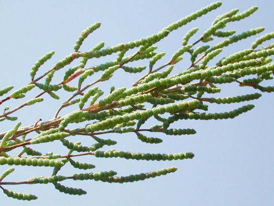 Salicornia veneta Pignatti & Lausi