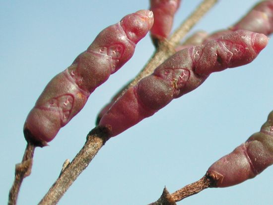 Salicornia emerici Duval-Jouve
