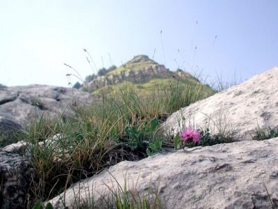 Centaurea montisborlae