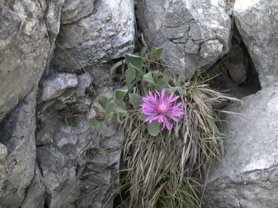 Centaurea montisborlae
