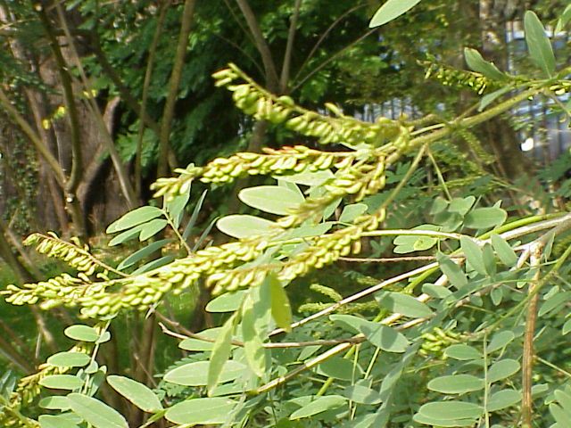 Amorpha fruticosa L.