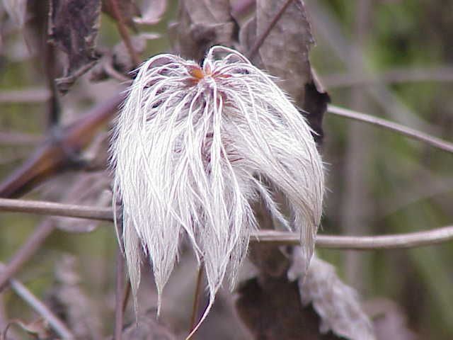 Clematis fargesii Clematis fargesii