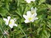 Anemonoides nemorosa