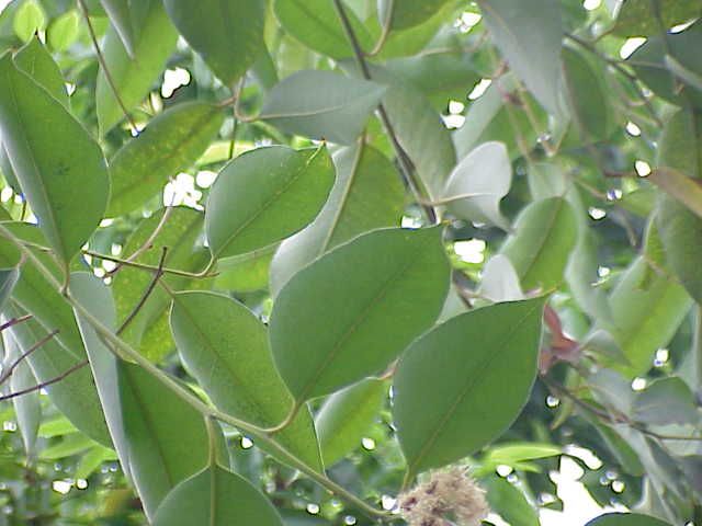 Eucalyptus globulus Labill.