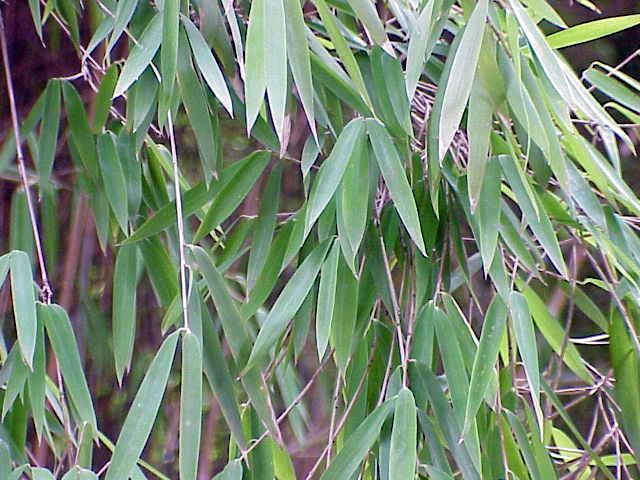 Pseudosasa japonica (Steud.) Nakai