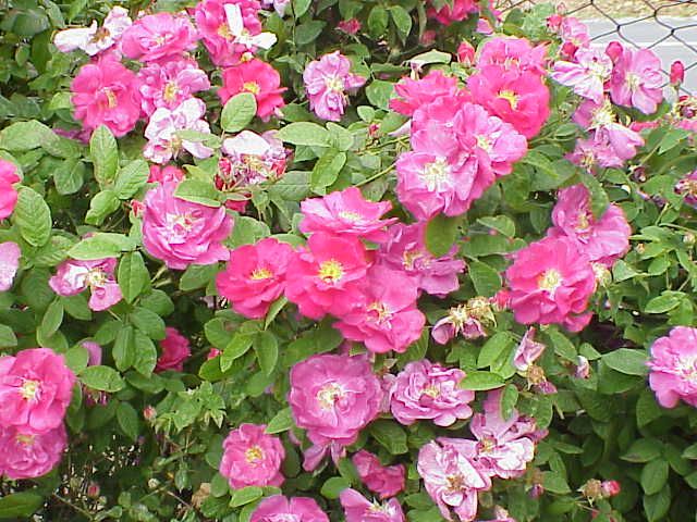 Rosa gallica officinalis