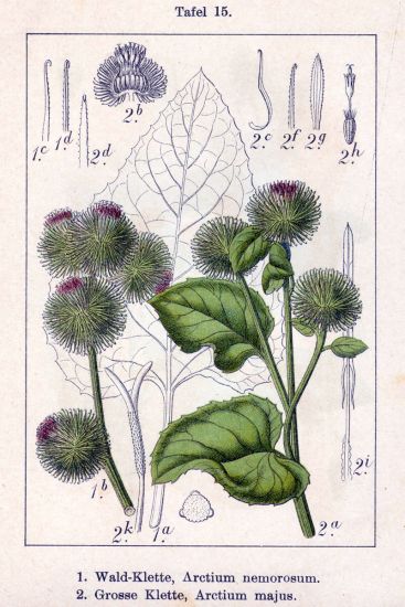 Arctium Majus