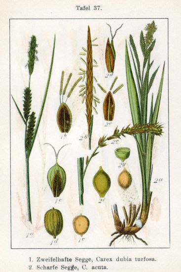 Carex acuta L.