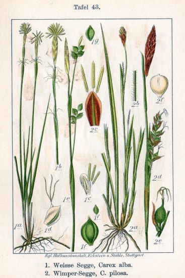 Carex alba Scop.