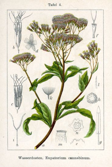 Eupatorium cannabinum L.