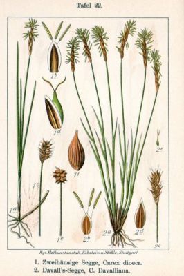Carex davalliana - 