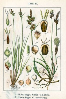 Carex pilulifera - 