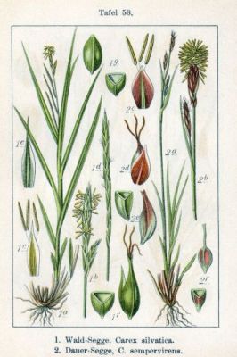 Carex sylvatica - 