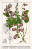 Campanula trachelium
