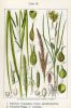 Carex pseudocyperus
Jacob Sturm, Johann Georg Sturm -Deutschlands Flora in Abbildungen (1796). Source: www.biolib.de - The copyright of this image has expired. Carex pseudocyperus
Jacob Sturm, Johann Georg Sturm -Deutschlands Flora in Abbildungen (1796). Source: www.biolib.de - The copyright of this image has expired.