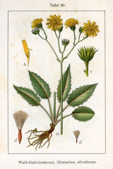Hieracium sylvaticum (L.) Gouan
