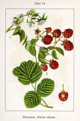 Rubus idaeus - North America