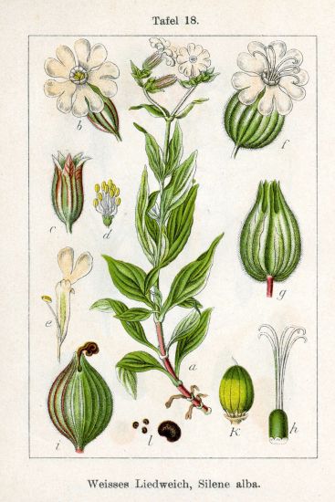 Silene latifolia Poir.