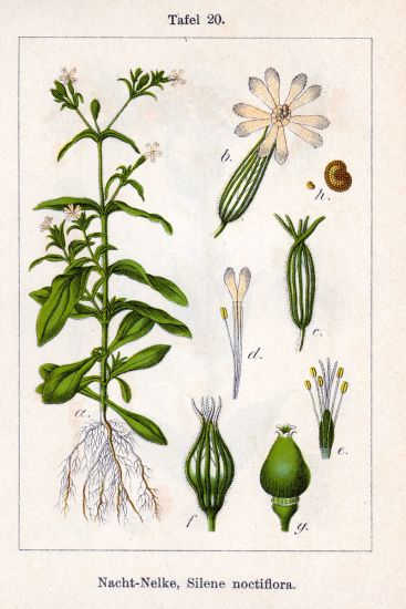 Silene noctiflora L.